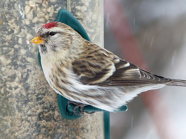 Common Redpoll