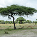 Tarangire, A Gaggle of Young Impalas under the Acacia