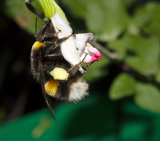 Bumblebee IMG_7766