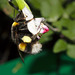 Bumblebee IMG_7766