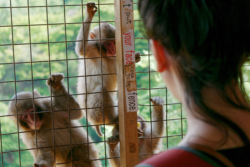 Iwatayama, la montagne aux singes (3)