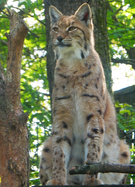 Augmerksamer Luchs