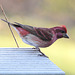 Purple Finch