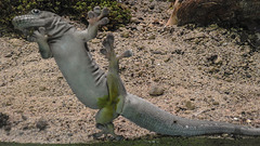 20190907 5988CPw [D~HRO] Querstreifen Taggecko (Phelsuma standingl), Zoo, Rostock