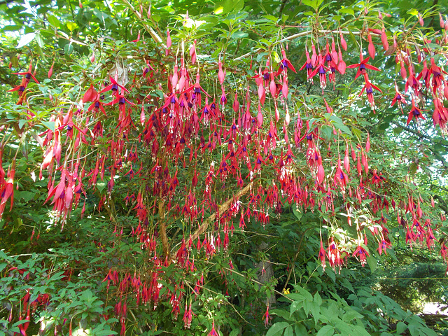 gdn - Fuchsia (tree) flowering