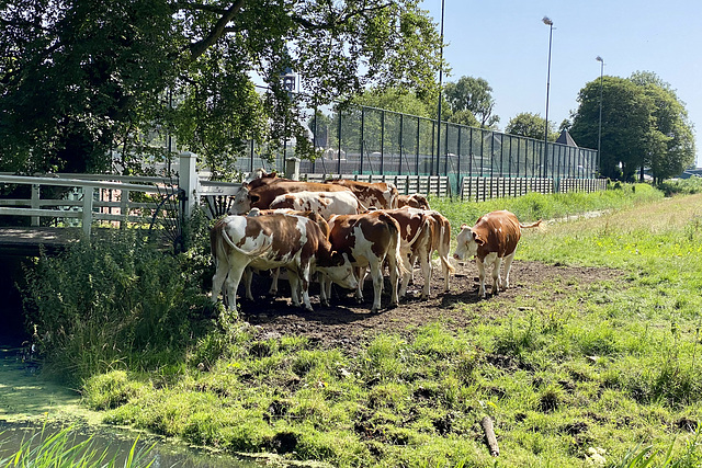 Cows planning to escape