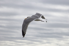 Jonathan Livingston Seagull