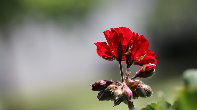 Rouge baiser ....Bon dimanche  à tous