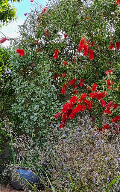 callistemon flowers