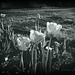 Spring Tulips In Silver