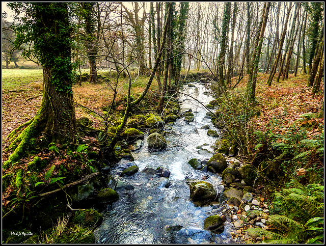 Bosque húmedo