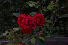 Heckenrose