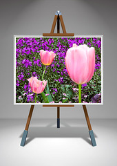 Tulpen - 10.05.2025