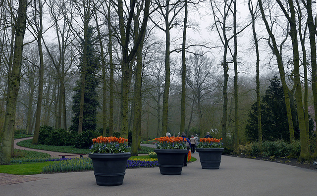 Blumen im Keukenhof