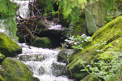 Dipper country - its a fast flowing stream they love