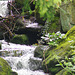 Dipper country - its a fast flowing stream they love