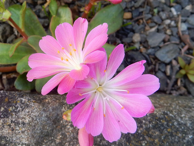 140  Lewisia cotyledon - der Bitterwurz in Nahbetrachtung