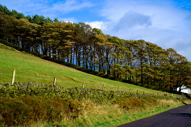 Kidd Road trees