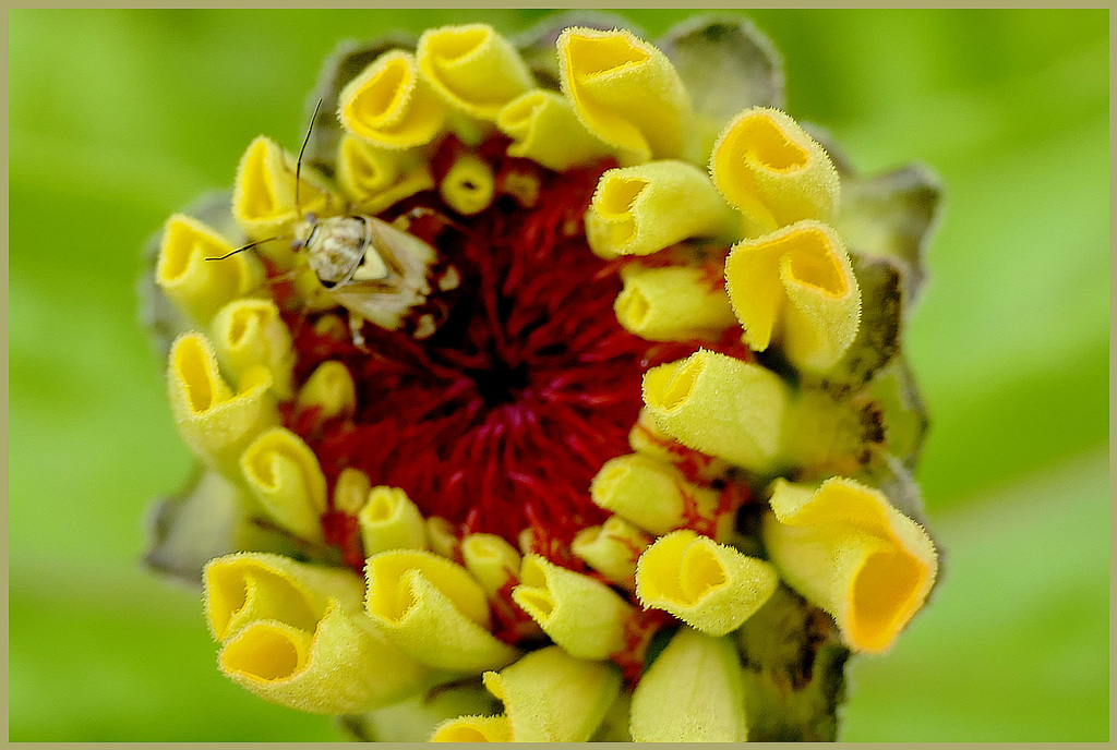 Le joli temps des zinnias revenu !