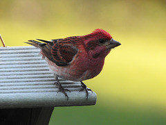 Purple Finch