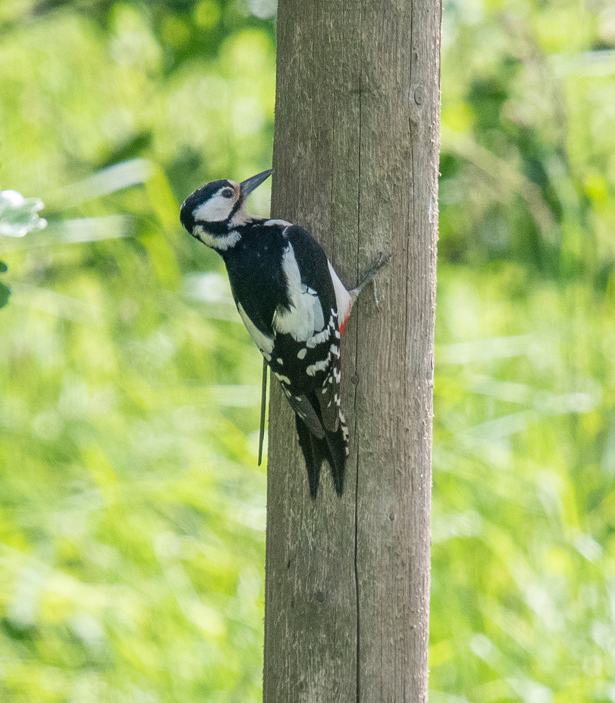 Great spotted woodpecker