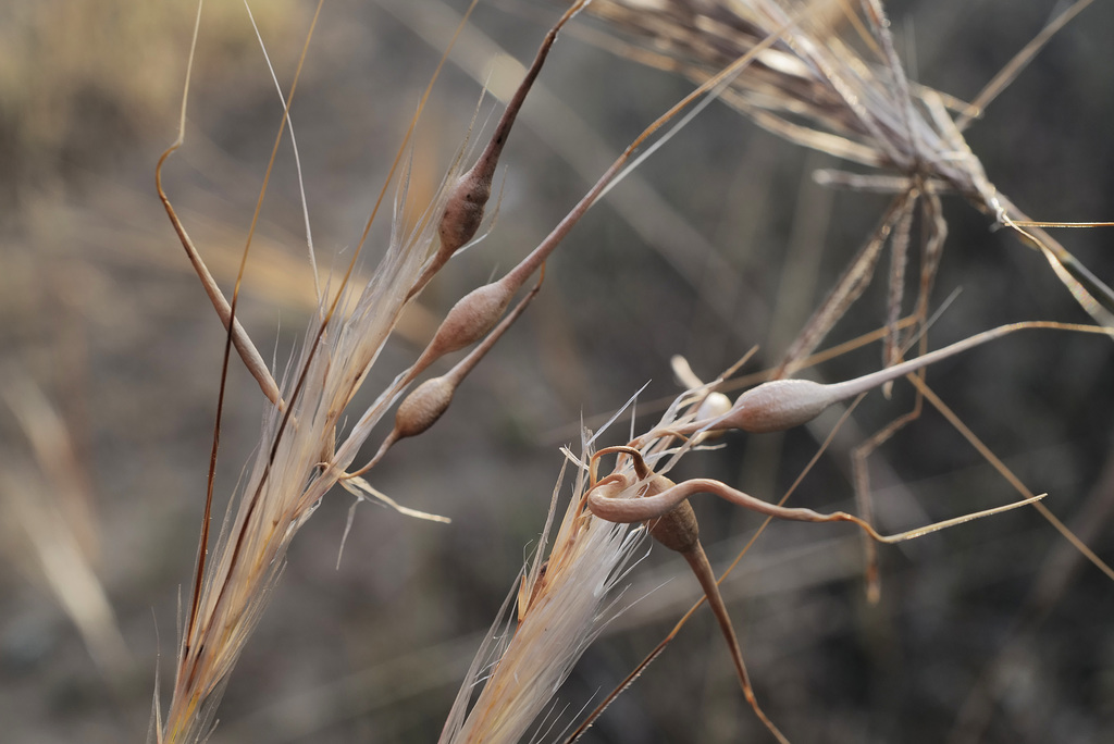 Hordeum jubatum, Dry Land Poetry