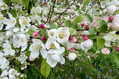 Blossom Blossom
