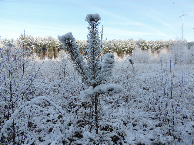 Waldspaziergang