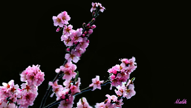 Fleurs d'Amandiers.