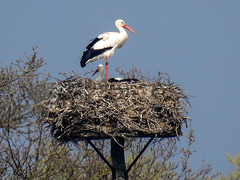 20170409 0384CPw [D~PB] Weißstorch (Ciconia ciconia), Steinhorster Becken, Delbrück