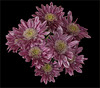 Cluster of eight rusty chrysanthemums