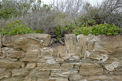muret pierres feuilletées, fort du grand langoustier, Porquerolles