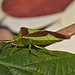 Shieldbug IMG_7699