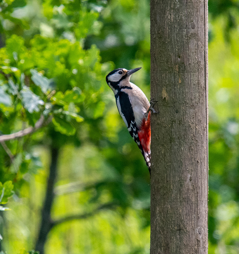 Great spotted woodpecker