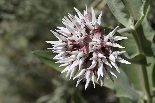 Showy Milkweed