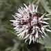 Showy Milkweed