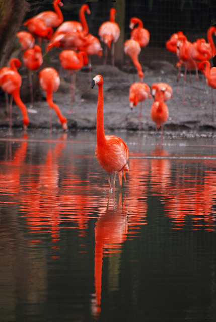 Flamingo in evening light!