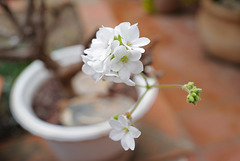 Pelargonium Cotyledonis