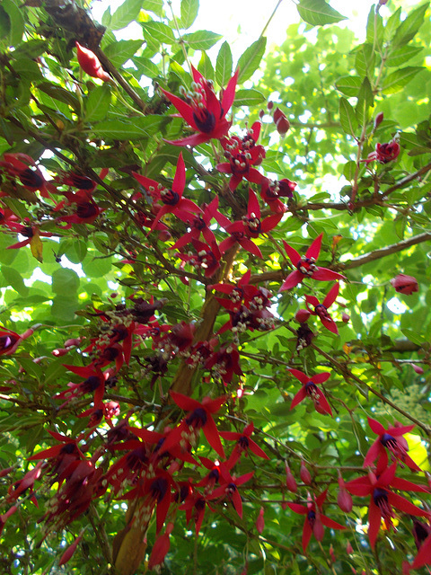 gdn - Fuchsia (bee's eye view)