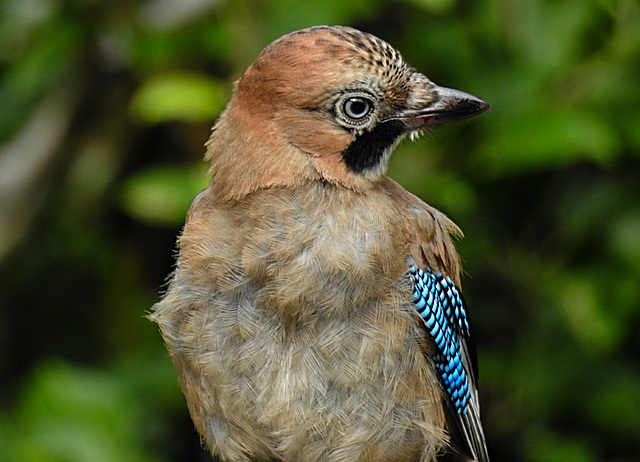 20210705 1278CPw [D~LIP] Eichelhäher (Garrulus glandarius), Bad Salzuflen
