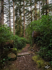 Sawed-Log-Trail