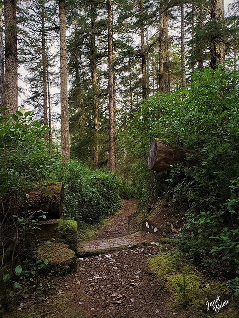Sawed-Log-Trail