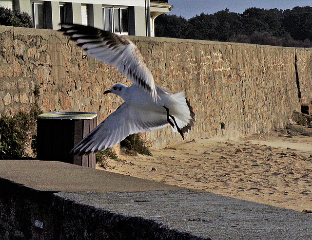 arret sur image