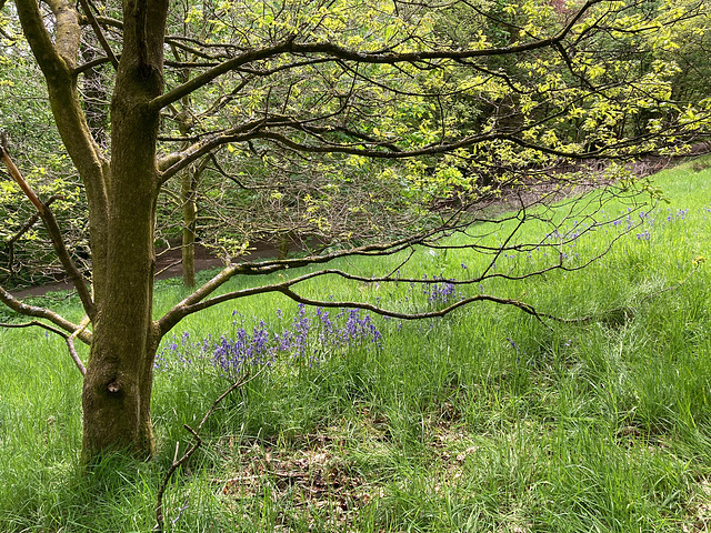 Bluebells