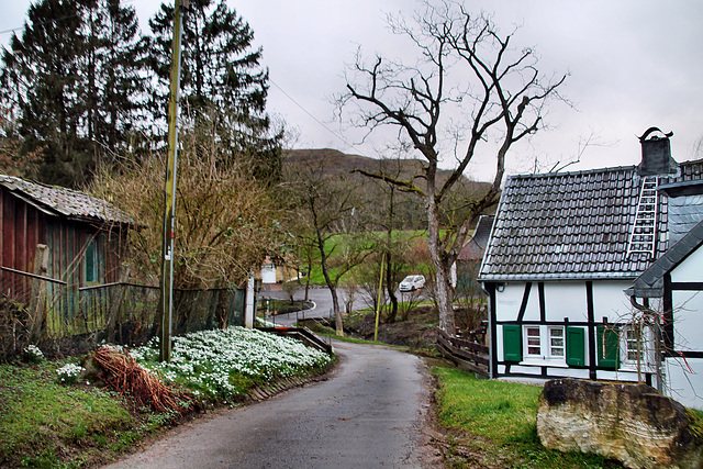 Holthauser Heide (Wuppertal-Vohwinkel) / 22.02.2022