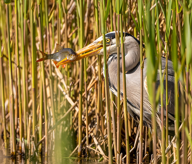 Heron with its catch