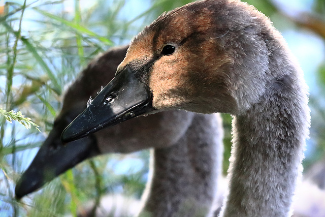 EOS 90D Peter Harriman 13 59 16 14193 twoCygnets dpp