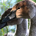 EOS 90D Peter Harriman 13 59 16 14193 twoCygnets dpp