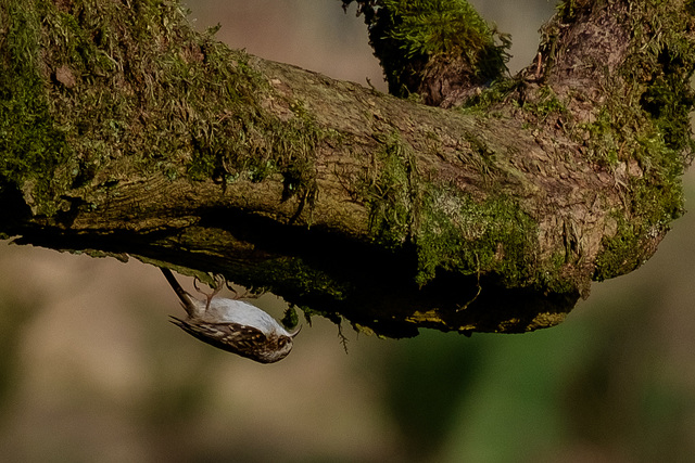 Treecreeper