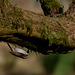 Treecreeper